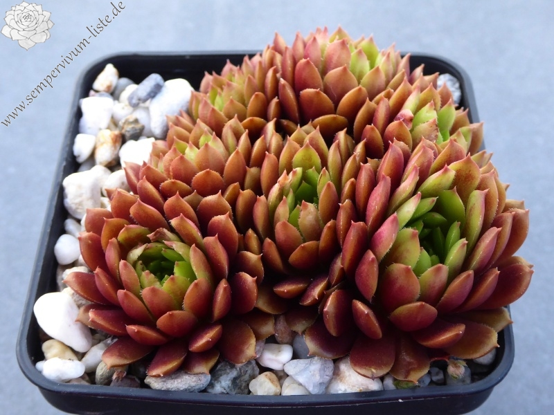 Korspelse Mega Mindy