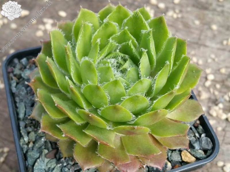 Lammerdina