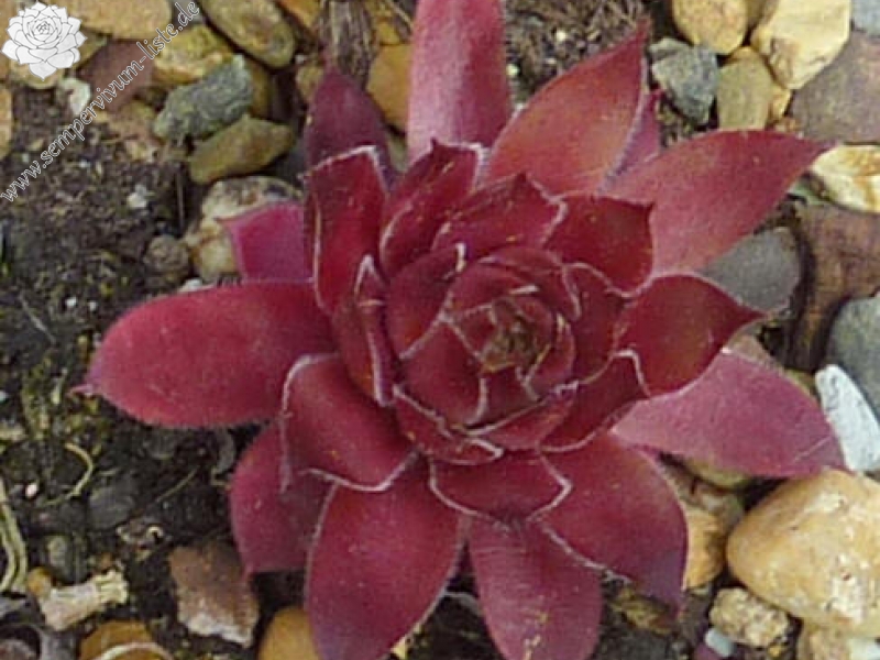 Korspelse Vasilissa