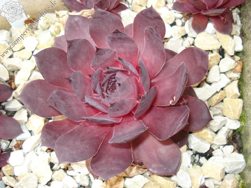 Leopold