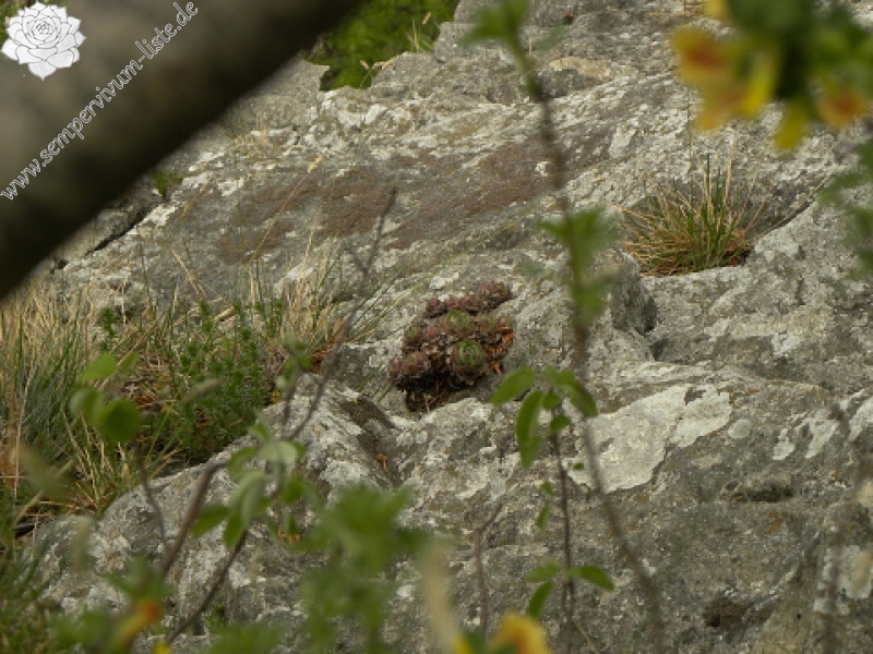 wulfenii ssp. juvanii from Donačka gora
