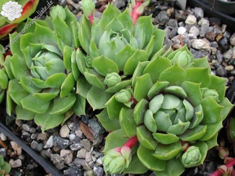 wulfenii from Berninapass