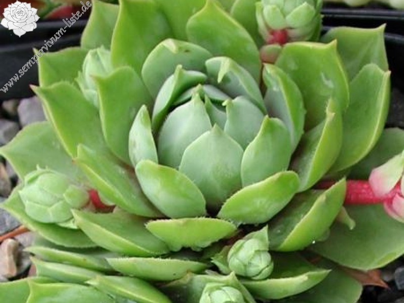 wulfenii from Berninapass