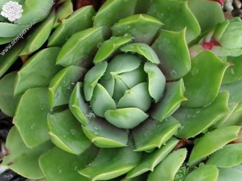 wulfenii from Berninapass