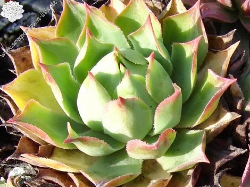 wulfenii from Franzenshöhe