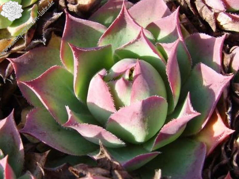 wulfenii from Goldeck