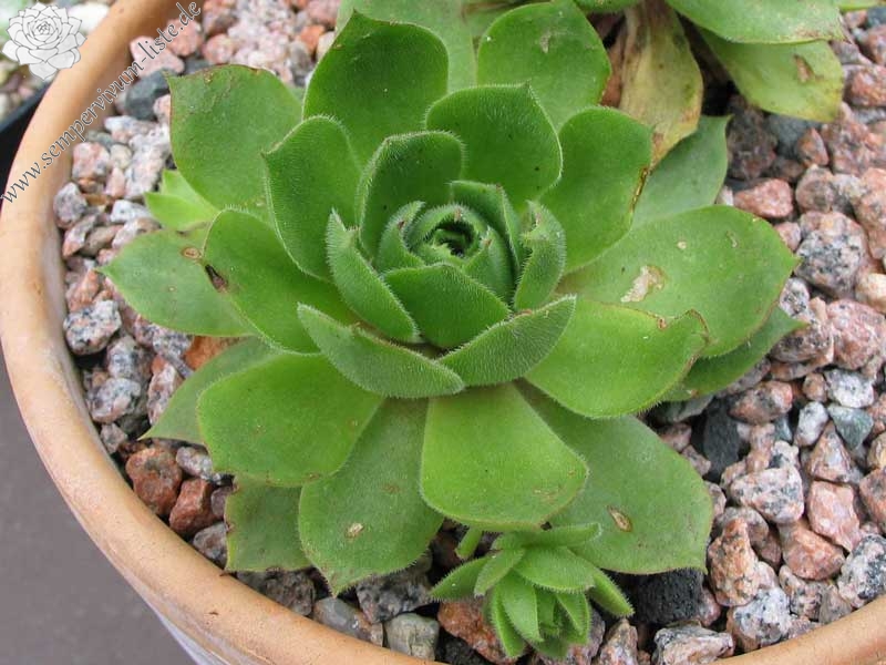 wulfenii ssp. juvanii