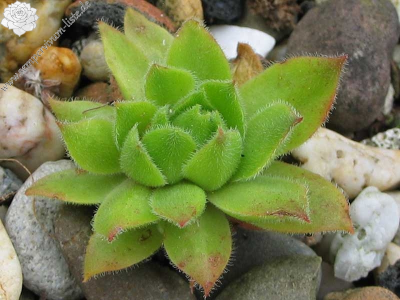 wulfenii ssp. juvanii