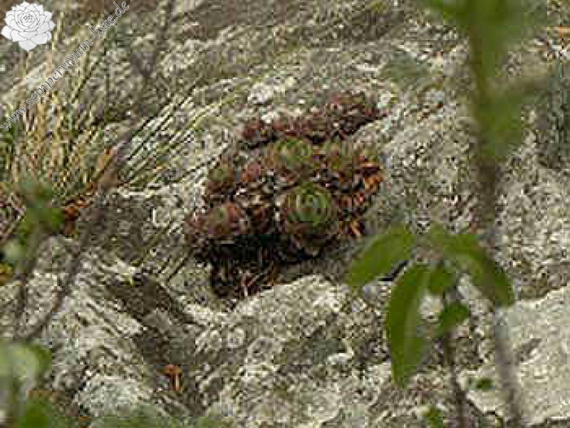 wulfenii ssp. juvanii from Donačka gora