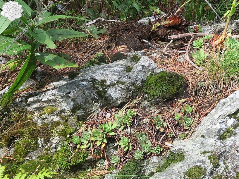 wulfenii from Nockberge