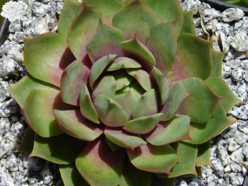 wulfenii from Passo de Vivione