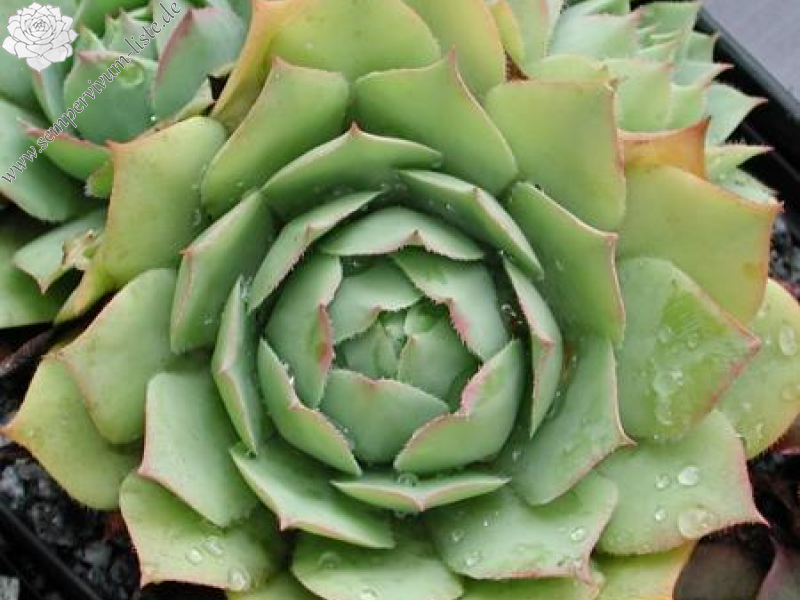 wulfenii (Typ PH006)