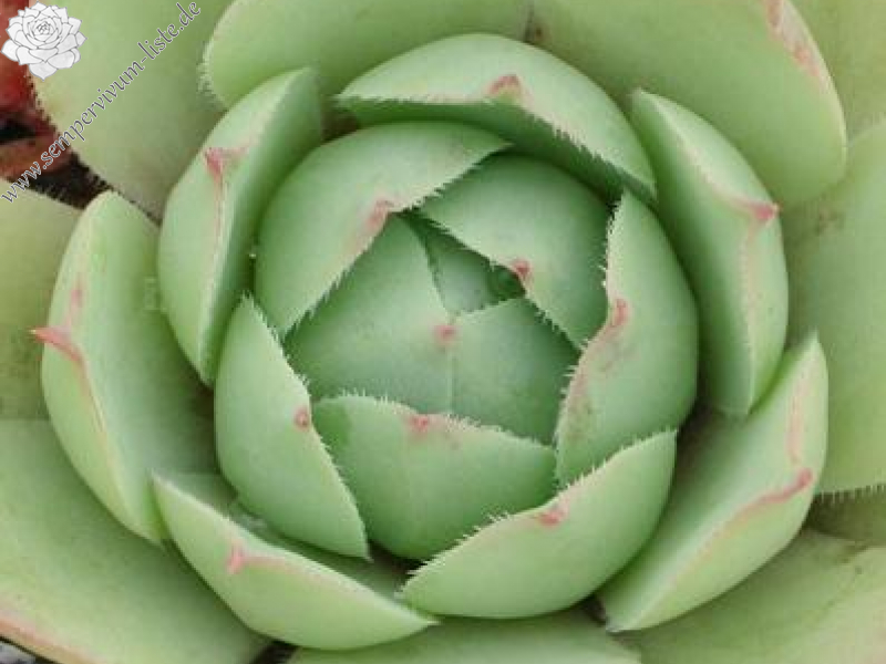 wulfenii (Typ PH006)