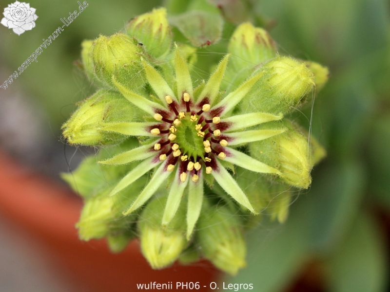 wulfenii (Typ PH006)