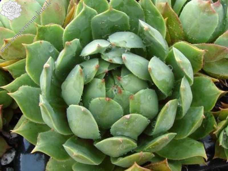 wulfenii (Typ PH1198)