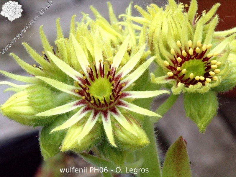 wulfenii (Typ PH006)