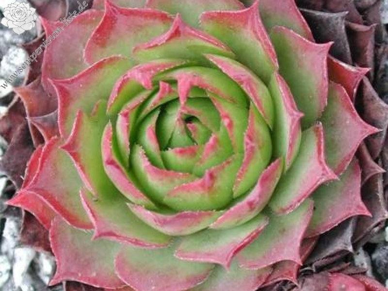 wulfenii from Riegersburg