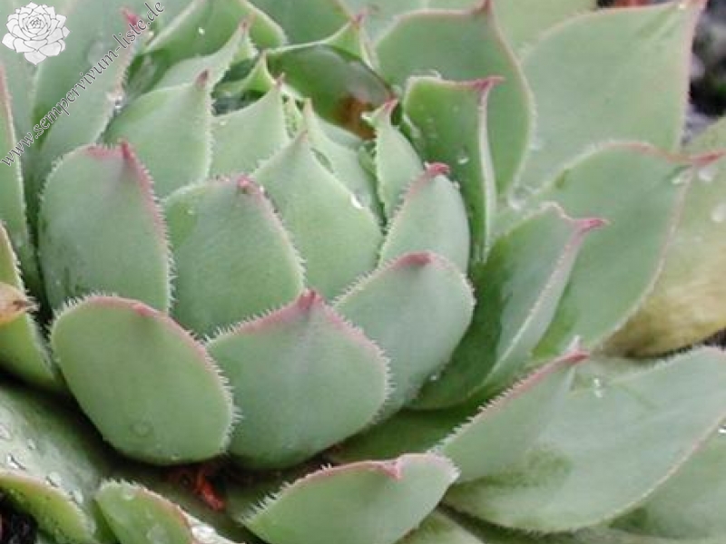 wulfenii from Speiereck