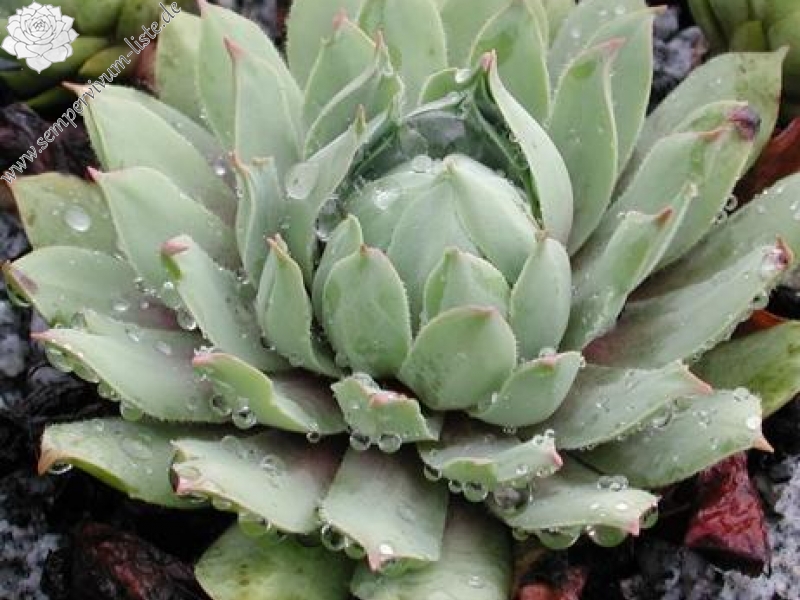 wulfenii from Stilfser Joch