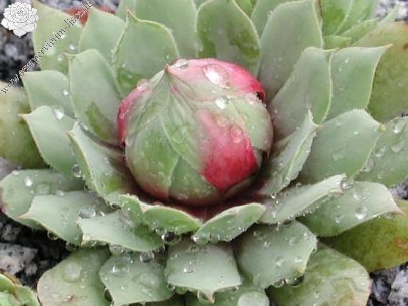 wulfenii from Stilfser Joch