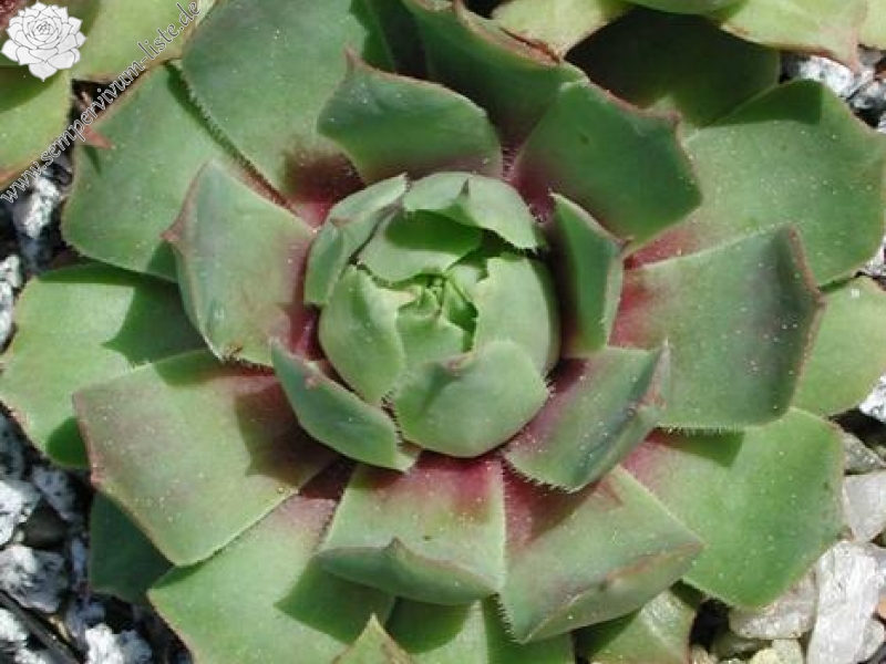 wulfenii from Stilfser Joch