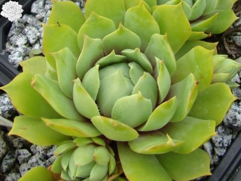 wulfenii from Valle Poschiavo