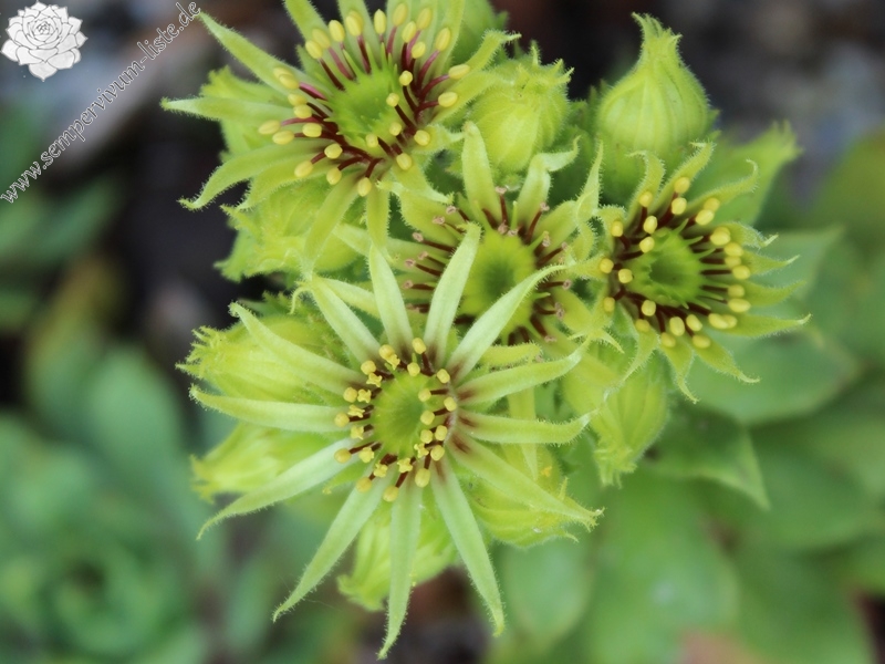 wulfenii from Berninapass