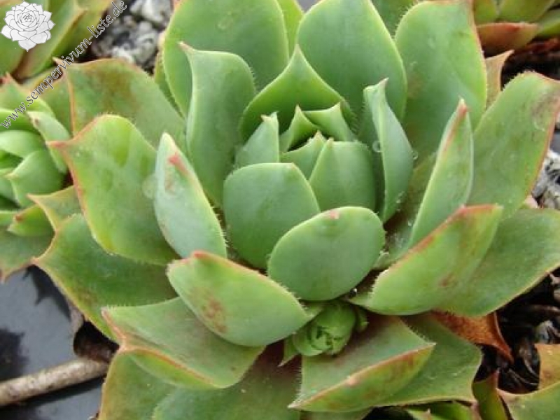 wulfenii (Typ PH1198)