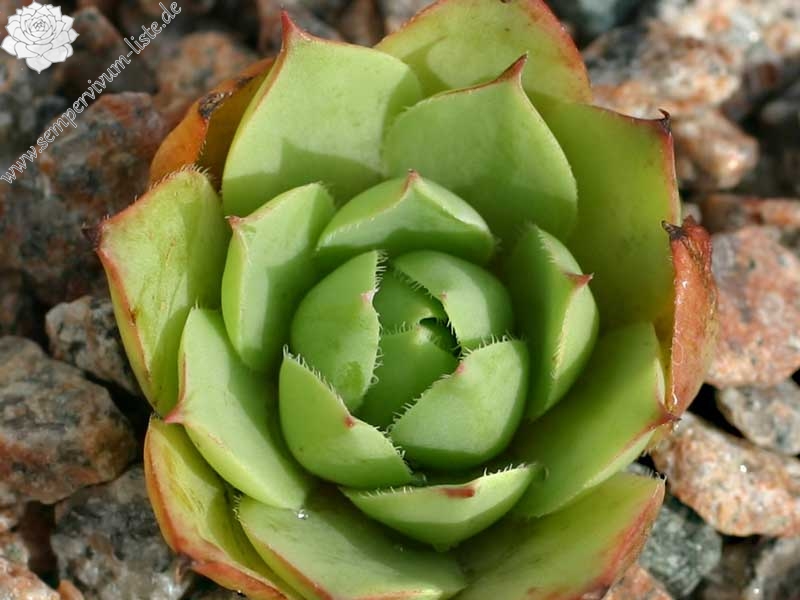 wulfenii (Typ PH006)