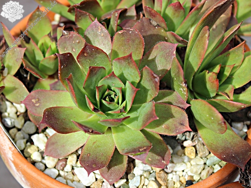 wulfenii from Riegersburg