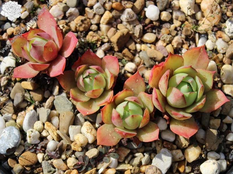 wulfenii from Riegersburg