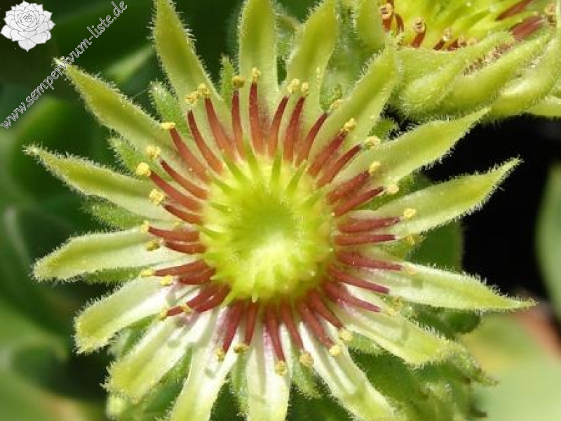 wulfenii ssp. juvanii