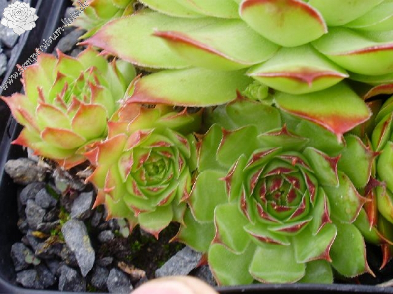 Loretta
