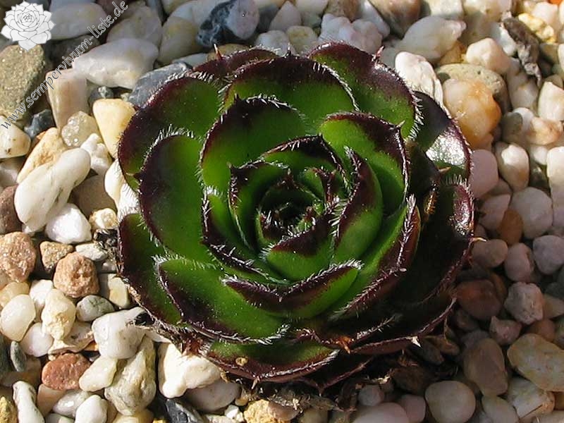 Laubfrosch / Jovi