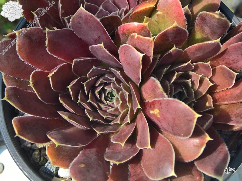 Korspelse Leosa / Jovi