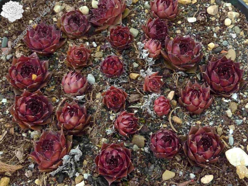 Leenderina