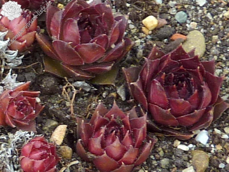 Leenderina