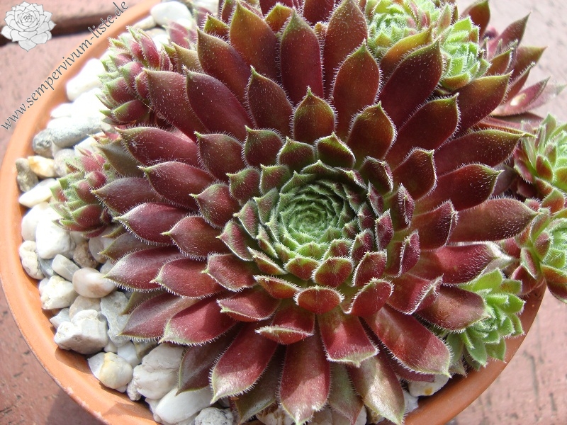 Leonora