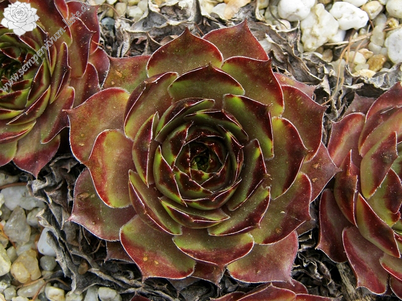 Caruso