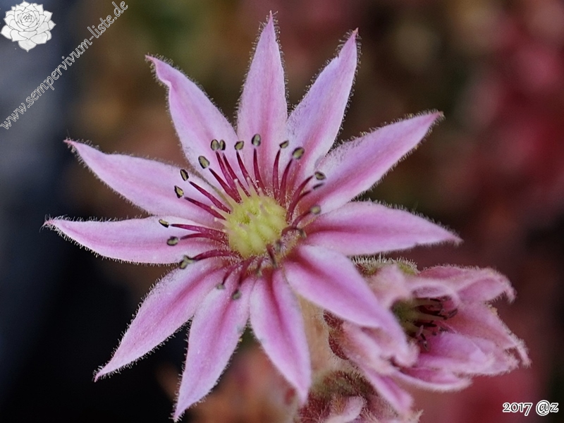 Korspelse Prince