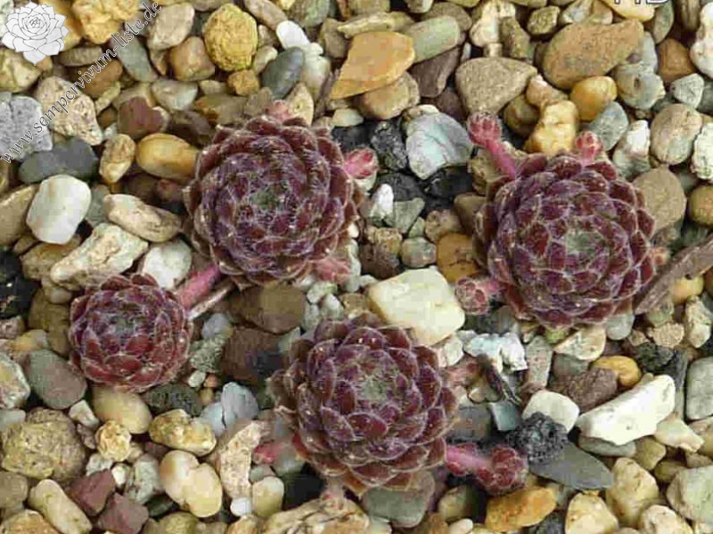 Korspelse Taro
