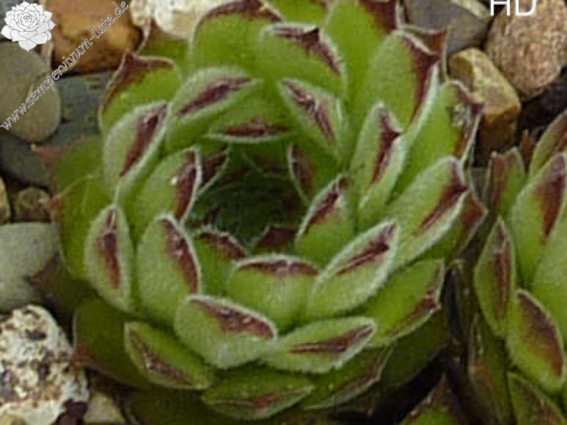 Korspelse Leosa