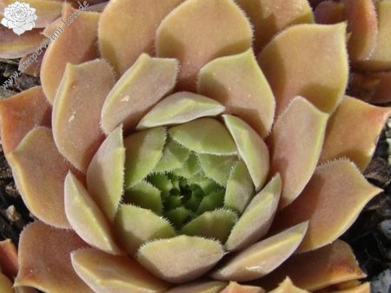 marmoreum ssp. erythraeum from Yondol