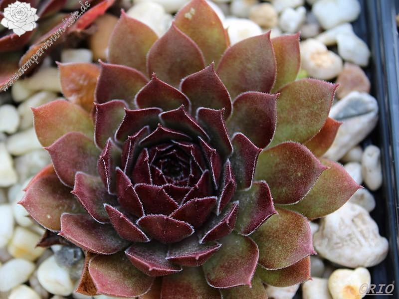Korspel Mission Bells