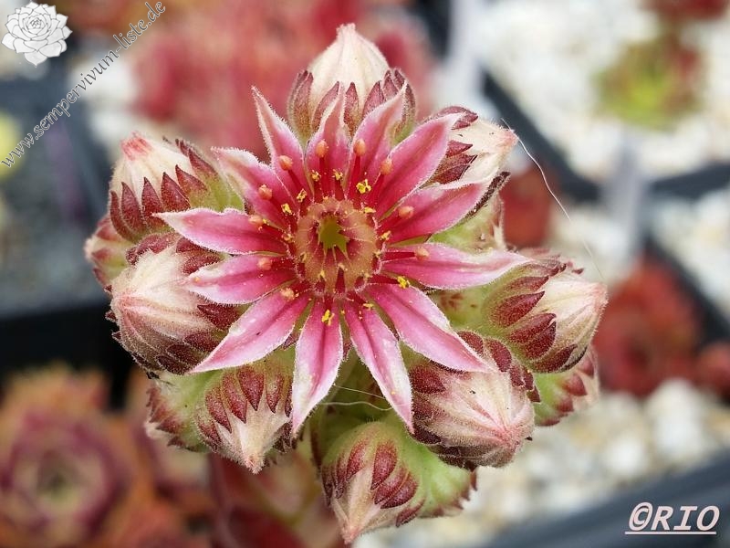 Korspel Mission Bells