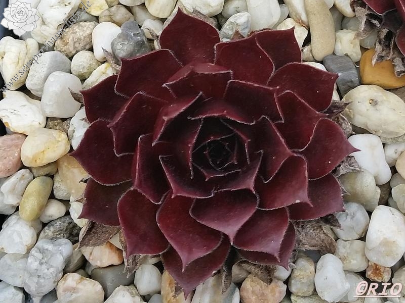 Korspel Mission Bells