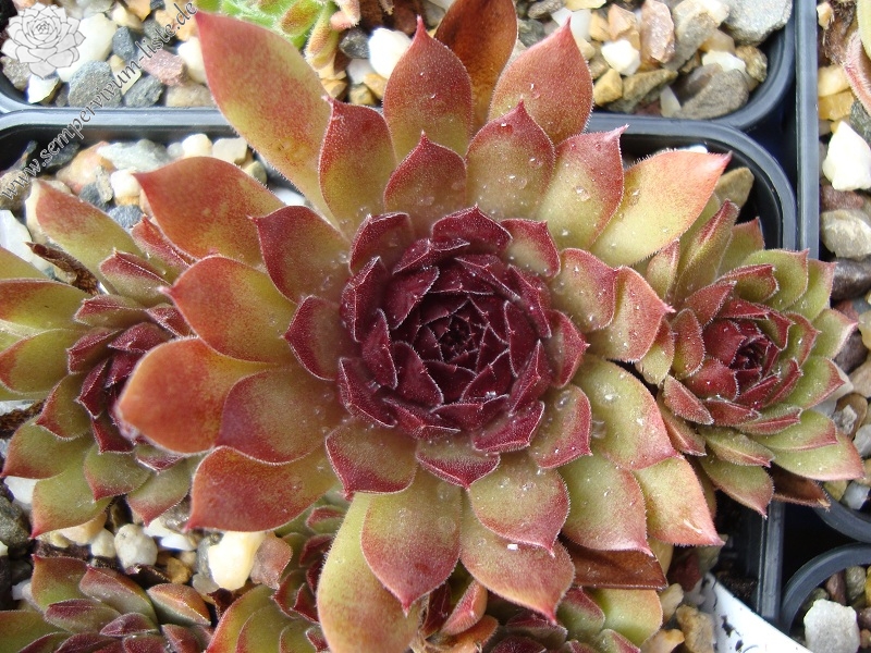 Korspel Mission Bells