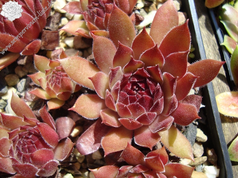 Korspel Mission Bells