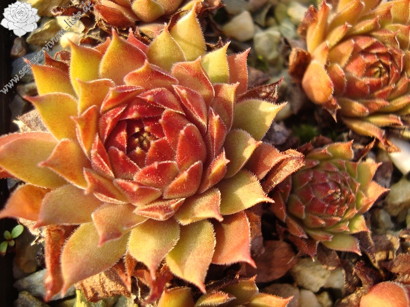 Korspel Mission Bells