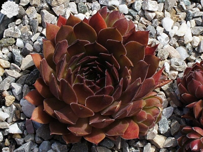 Korspel Mission Bells